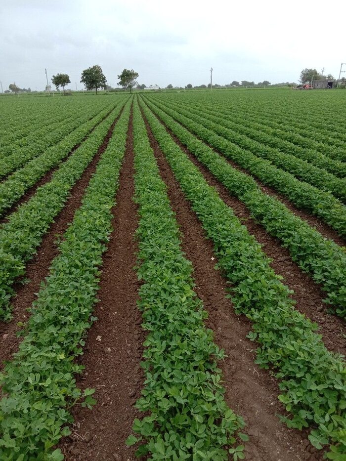 Agricultural fields and commodities